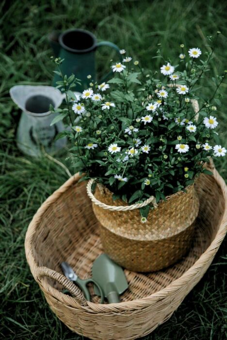 A woven basket filled with daisy flowers, placed on green grass, alongside gardening tools and a watering can. Daisy Medicinal Uses from Apothegraphics © 2024.