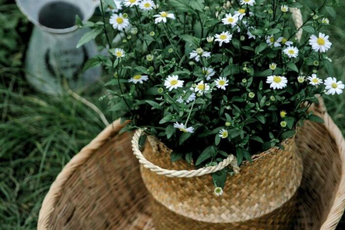 A woven basket filled with daisy flowers, placed on green grass, alongside gardening tools and a watering can. Daisy Medicinal Uses from Apothegraphics © 2024.